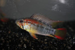 Viejeta